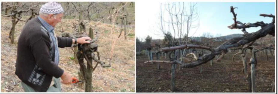 Foto 6: Bağın budanması ve budanmış bir bağ 