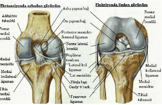 Şekil 1: Ön çapraz bağın anatomik yapısı 