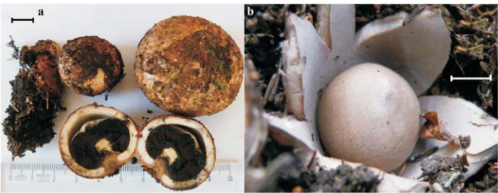 Figure 1. Fruiting bodies of , showing different degrees of maturation:  a. 2788;  b. 2676  (bars: 1 cm)
