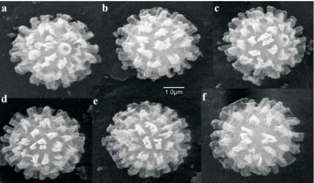 Figure 2. Spore ornamentation of under Scanning electron microscope