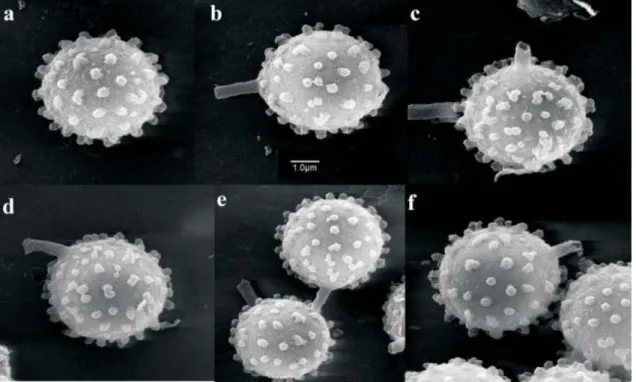 Figure 6. Spore ornamentation of under Scanning electron microscope ( 3018)