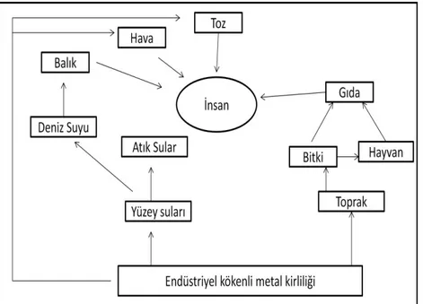 Şekil 1.1. Ağır metallerin insan ile etkileşim yolları 