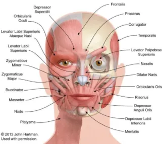 Figure 3. 1  The main oral muscles of facial expression.  (Oliver, 2018)