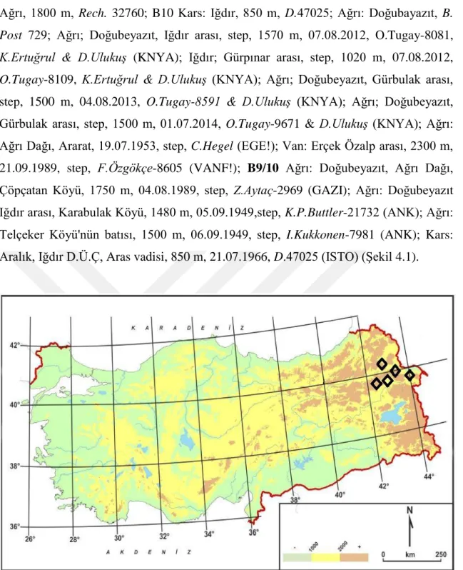 Şekil 4.1. Cousinia macroptera taksonunun Türkiye’deki yayılışı. 