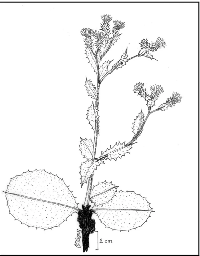 Şekil 4.2. Cousinia macroptera taksonunun çizimi (O.Tugay). 