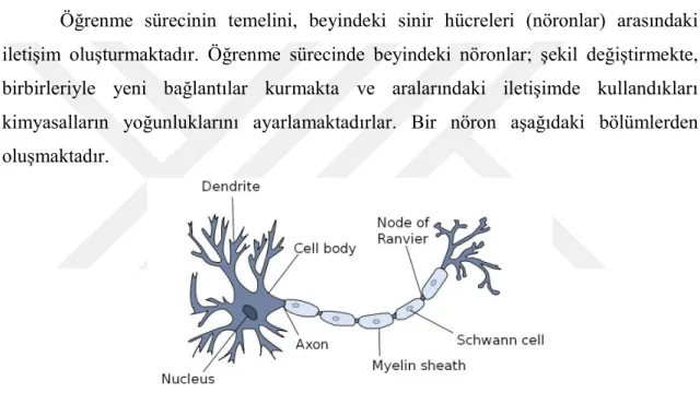 Şekil 2.25 Biyolojik nöron (Kriesel, 2007) 