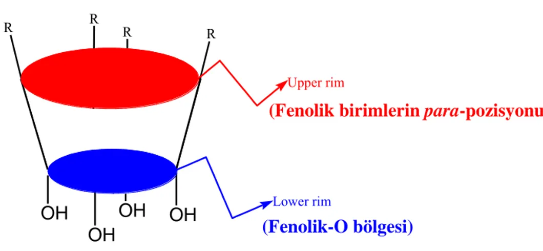 Şekil 1.8. Kaliksarenlerin fenolik-O ve fenolik birimlerin p-konumu kısımları