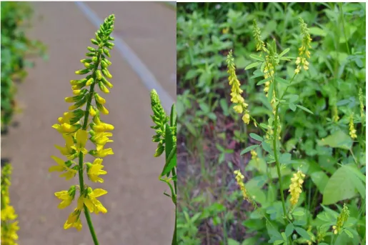Şekil 3.1. M. officinalis  