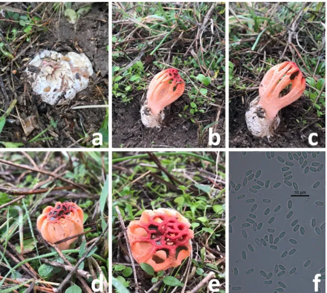 Figure 1. Colus hirudinosus: a. immature basidiomata, b-e. mature basidiomata, f. basidiospores