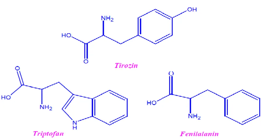 ġekil 1.15. Fluoresans özelliğe sahip amino asitlerin yapıları (Buzoğlu, 2012).   