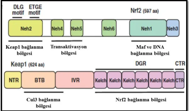 ġekil 1.1. Nrf2 ve Keap1 domain  yapısı. Nrf2 proteini altı domainli bir yapıya  sahiptir