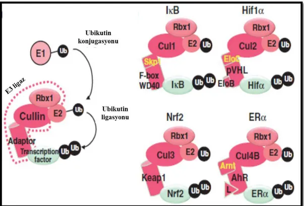 ġekil 1.2. Nrf2'nin degradasyonu; Cullin tabanlı ubikitin E3 ligazın ubikitinasyonu. 
