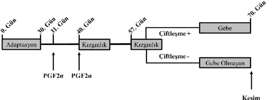 ġekil 2.1. Deneysel model. 