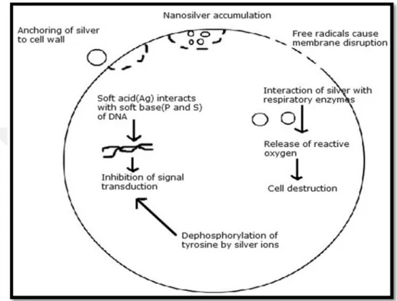 Figure 2. Different methods of activity of Ag-NPs on bacteria (Morones et al. 2005) 