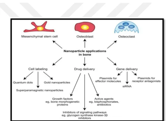 Figure 3. NPs applications in bone (Tautzenberger, Kovtun and Ignatius 2012). 
