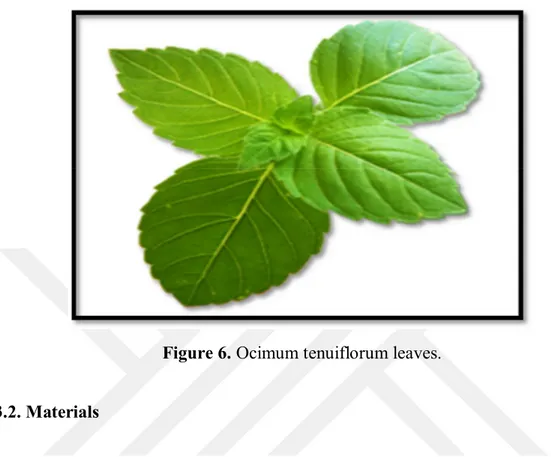 Figure 6. Ocimum tenuiflorum leaves. 