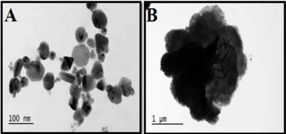 Figure 16. (A) TEM image of Ag-NPs  produced with Teucrium chamaedrys   . 