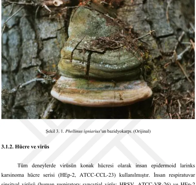 Şekil 3. 1. Phellinus igniarius’un bazidyokarpı. (Orijinal) 