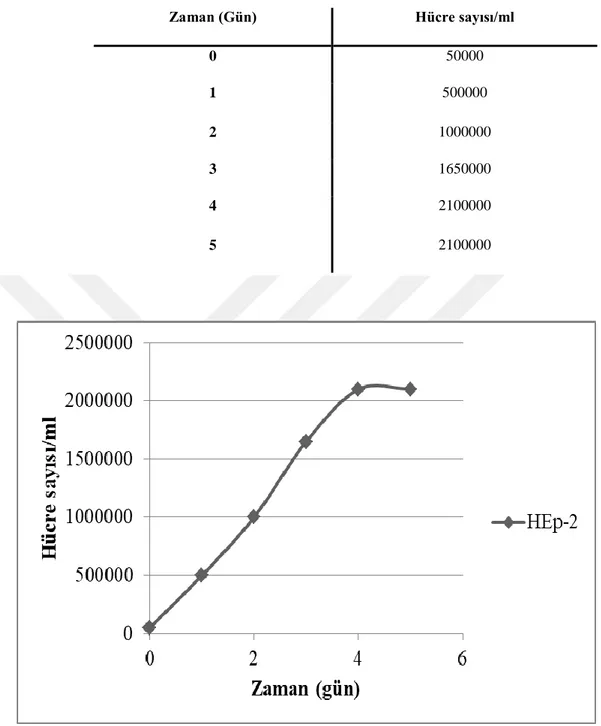 Çizelge 4.1. HEp-2 hücrelerinin zamana göre belirlenmiş hücre sayıları 