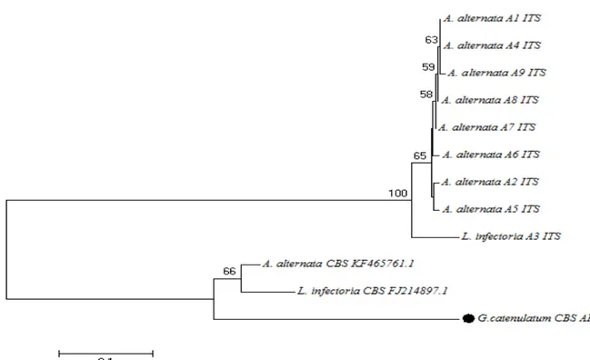 Şekil  2.  ITS  gen  bölgesine  göre  moleküler  tanısı  yapılmış  Alternaria  cinsine ait türlerin Neighbour-Joining filogenetik  ağaçtaki dallanmaları (%50 ve üzerindeki bootstrap değerleri gösterilmiştir) 