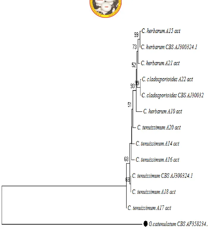 Şekil 3. Actin gen bölgesine göre moleküler tanısı yapılmış Cladosporium cinsine ait türlerin Neighbour-Joining filogenetik  ağaçtaki dallanmaları (%50 ve üzerindeki bootstrap değerleri gösterilmiştir)