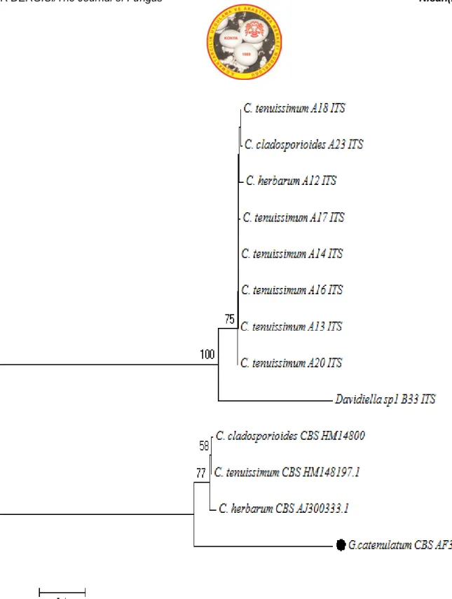 Şekil 4. ITS gen bölgesine göre moleküler tanısı yapılmış Cladosporium cinsine ait türlerin Neighbour-Joining filogenetik  ağaçtaki dallanmaları (%50 ve üzerindeki bootstrap değerleri gösterilmiştir)
