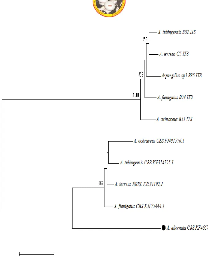 Şekil 5. ITS gen bölgesine göre moleküler tanısı yapılmış Aspergillus cinsine ait türlerin Neighbour-Joining filogenetik  ağaçtaki dallanmaları (%50 ve üzerindeki bootstrap değerleri gösterilmiştir)