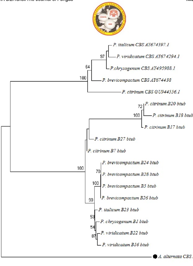 Şekil 6. β-tubulin gen bölgesine göre moleküler tanısı yapılmış Penicillium cinsine ait türlerin Neighbour-Joining filogenetik  ağaçtaki dallanmaları (%50 ve üzerindeki bootstrap değerleri gösterilmiştir) 