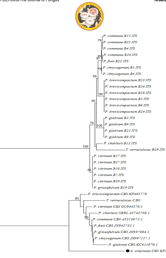 Şekil  7.  ITS  gen bölgesine  göre  moleküler  tanısı  yapılmış Penicillium  cinsine ait türlerin Neighbour-Joining filogenetik  ağaçtaki dallanmaları (%50 ve üzerindeki bootstrap değerleri gösterilmiştir)