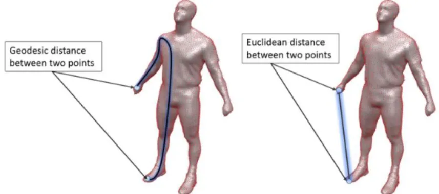 Figure 2. Geodesic and Euclidean distance on the 3D model 