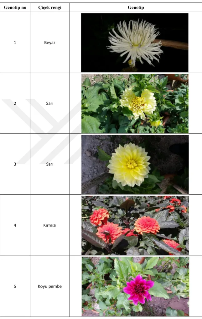 Çizelge 3.3. Çalışmada kullanılan genotiplerin numaraları, renkleri ve fotoğrafları (Orijinal) 