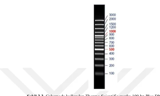 Şekil 3.3. Çalışmada kullanılan Thermo Scientific marka 100 bp Plus DNA Ladder 