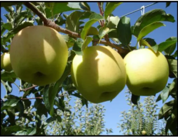 Şekil 3.4. Golden Delicious Elma Çeşidi 