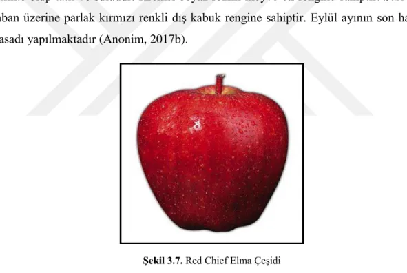 Şekil 3.7. Red Chief Elma Çeşidi 