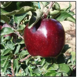 Şekil 3.8. Scarlet Spur Elma Çeşidi 
