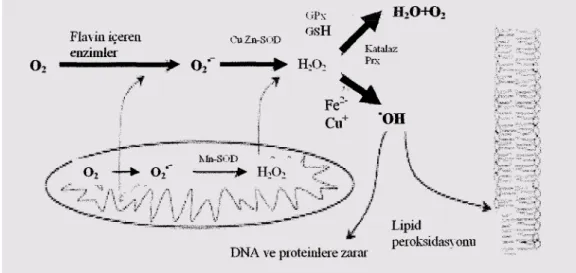 Şekil 1.1. Hücrelerde oksidatif ve antioksidatif sistemlerinin basitleştirilmiş  şekli (Nordberg ve Arner 2001) 