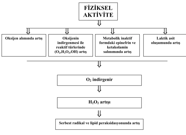 Şekil 1.2. Egzersize bağlı oksidatif stres ve radikal oluşumu (Dündar ve Aslan  1999)