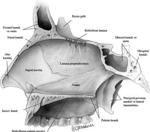 ġekil 4: Nazal septum  (Sinus Surgery Endoscopic and Microscopic Approaches) 