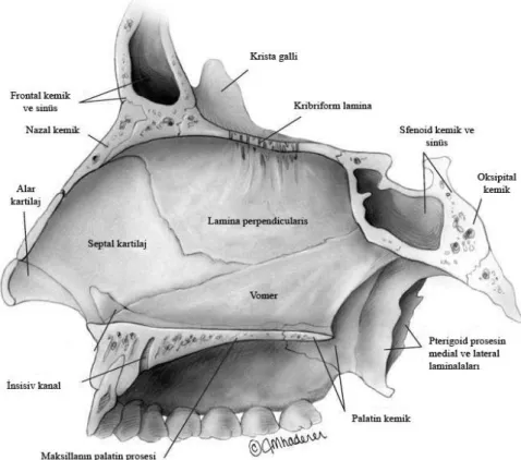 ġekil 4: Nazal septum  (Sinus Surgery Endoscopic and Microscopic Approaches) 
