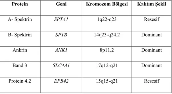 Tablo 1.1. Eritrosit membranında yer alan majör proteinler, genlerinin  bulunduğu kromozom bölgeleri ve kalıtım özellikleri