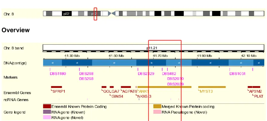 Şekil 2.3.  ANK1 geni ve bu gene yakın yerleşimli polimorfik göstergelerin http://www.ensembl.org sitesinden elde  edilen verilere göre 8 numaralı kromozom üzerindeki yerleşimleri