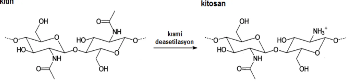 Şekil 1.3. Kitin ve kitosanın kimyasal yapısı (Bégin ve Calsteren 1999). 