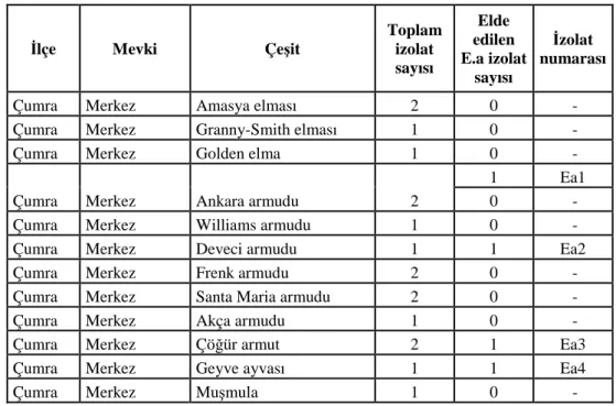 Çizelge 4.1.1. Farklı konukçulardan elde edilen toplam izolat ve elde edilen Erwinia  amylovora izolatları sayısı 