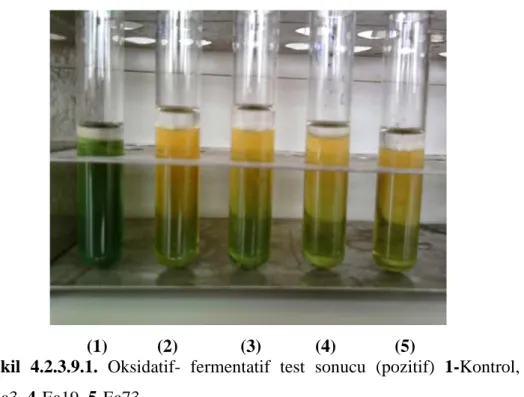 Şekil  4.2.3.9.1.  Oksidatif-  fermentatif  test  sonucu  (pozitif)  1-Kontrol,  2-  Ea31, 3-Ea3, 4-Ea19, 5-Ea73 