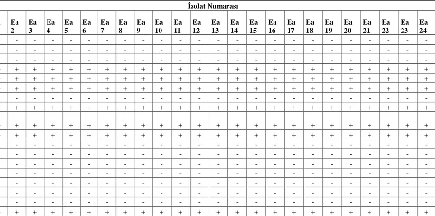 Çizelge 4.2.3.1.  Erwinia amylovora izolatlarının biyokimyasal testlere verdiği sonuçlar 