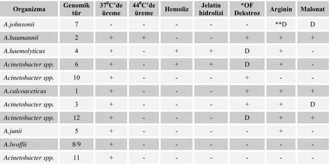 Tablo 1: Acinetobacter türlerinin biyokimyasal reaksiyonları ve üreme özellikleri (1).