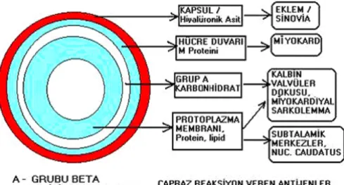 Şekil 2: A grubu streptokokların hücre duvarının şematik görünümü ve çapraz  reaksiyon veren yapılar 