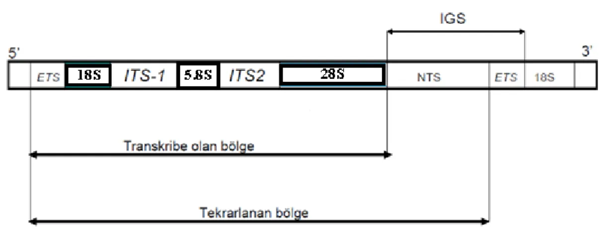 Şekil 1.1. Çekirdek Ribozomal DNA (nrDNA)’sının Tekrarlı Üniteleri (Baldwin, 1992) 
