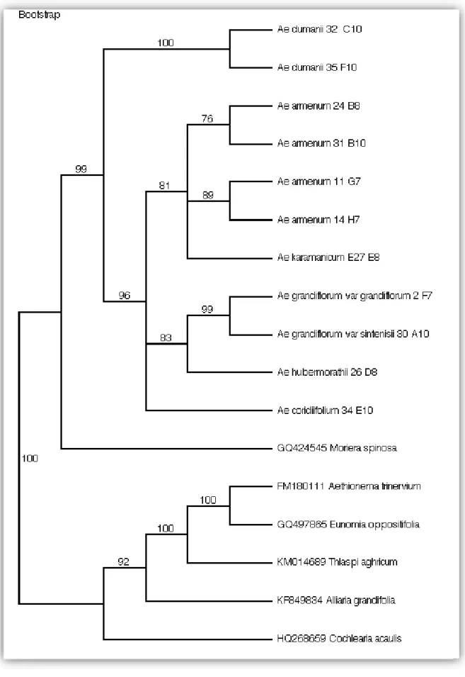 Şekil 4.2.Türkiyede doğal olarak yayılış gösteren bazı Aethionema taksonlarının ITS gen bölgesine göre  filogenetik ilişkilerinin gösteren Parsimoni temelli dendogram 