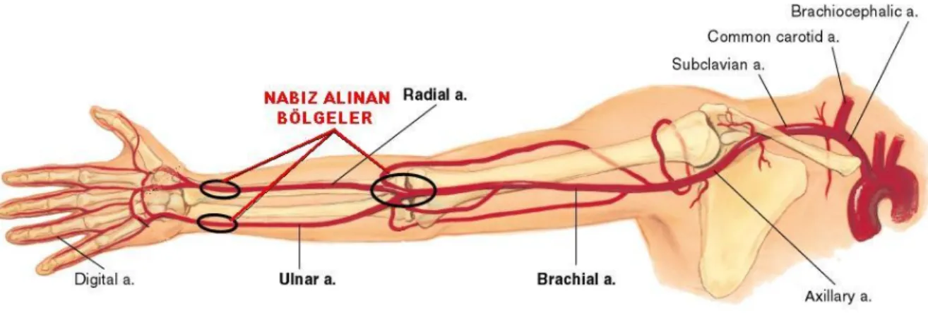Şekil 2: Kolun arteriyel dağılımı 